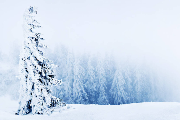 Beautiful snowy spruce trees inclined - Fotoğraf, Görsel