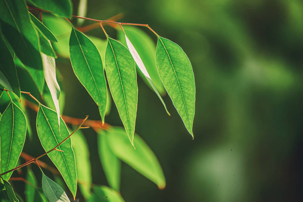 Eucalyptus green leaves - Фото, изображение