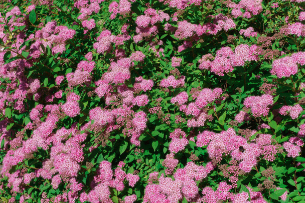 Hermosas flores rosadas en los arbustos en el jardín
. - Foto, imagen