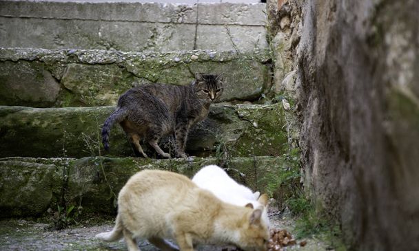 Straßenkatzen essen - Foto, Bild