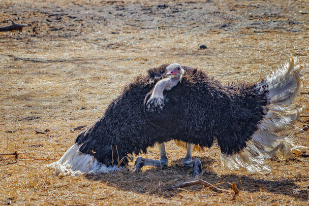 Avestruz arrodillado en el suelo en la Reserva Bandia, Senegal. Es un macho que protege su territorio y realiza un baile intimidante. Es foto de vida silvestre en safari
. - Foto, imagen