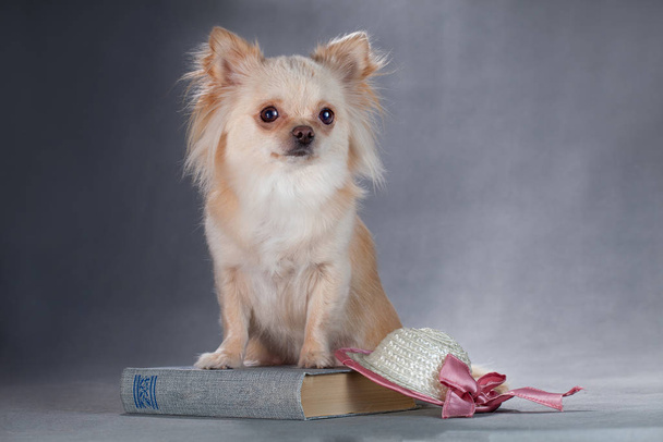 Light fluffy chihuahua dog and book - Фото, зображення