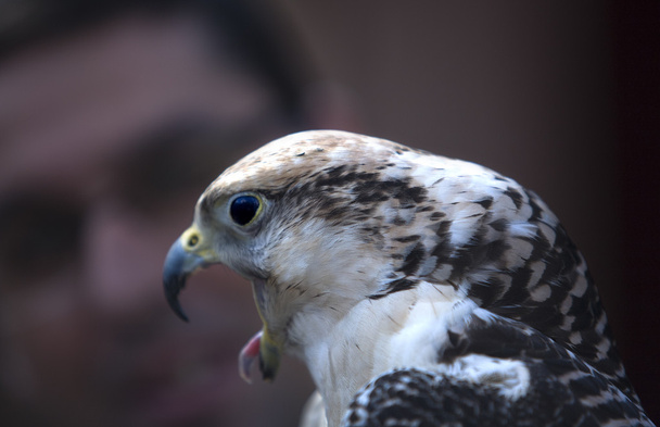 Faucon gerfaut, Falco rusticolus
 - Photo, image