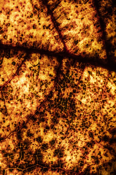 Макро крупним планом зимове листя роготки абстрактний фон
 - Фото, зображення