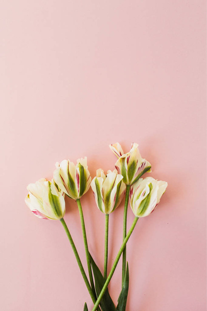 Tulipán virágok csokor rózsaszín háttér. Lapos fektetés, felülnézet minimális virágösszetétel. - Fotó, kép