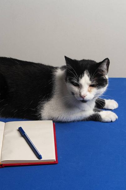 Gato blanco y negro sobre escritorio azul con cuaderno y lapicero. Gato en reunion de negocios - Fotografie, Obrázek