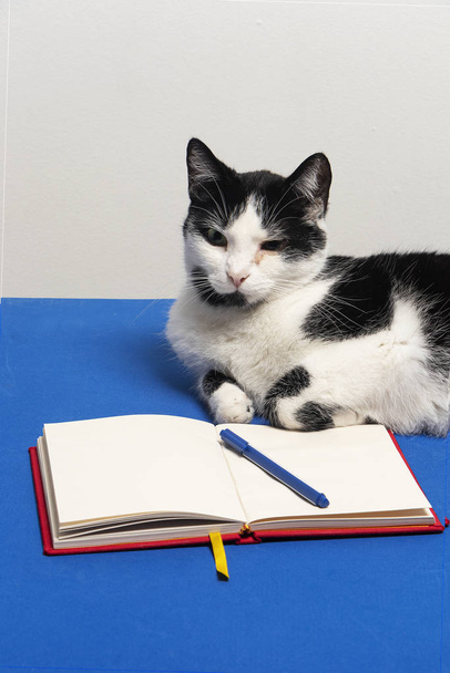 Gato blanco y negro sobre escritorio azul con cuaderno y lapicero. Gato en reunión de negocios - Foto, imagen