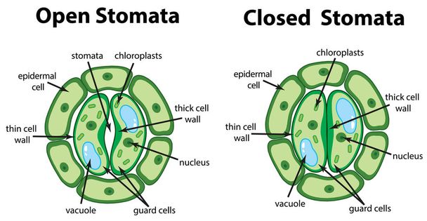 Diagram showing open and closed stomata on the chart - Vector, Image