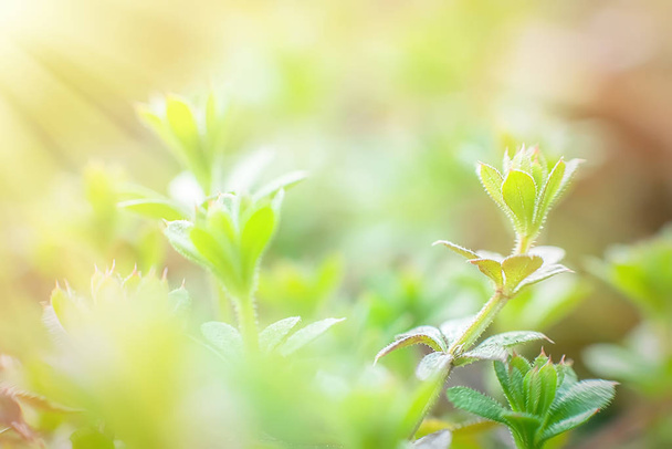Galium aparine cleavers όμορφο σμαραγδένιο κολλώδες φυτό stickeljack close-up την άνοιξη - Φωτογραφία, εικόνα