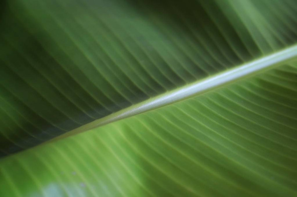 close up texture of banana green leaf with sunlight  - Photo, Image