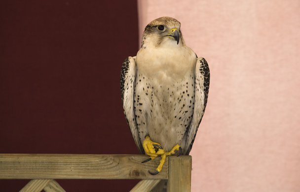 White peregrine falcon - Photo, Image