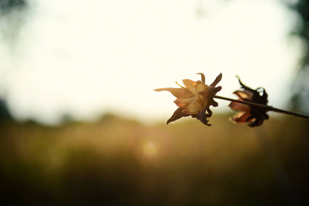 Abelmoschus esculentus, Červený suchý květ Okra se slunečním světlem. - Fotografie, Obrázek