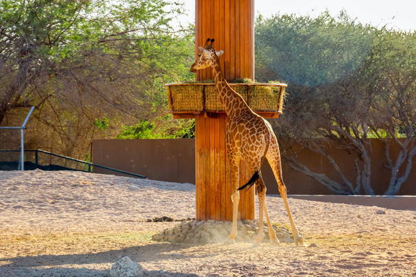 Vadállat magas zsiráf Al Ain Zoo Safari Park, Egyesült Arab Emírségek - Fotó, kép