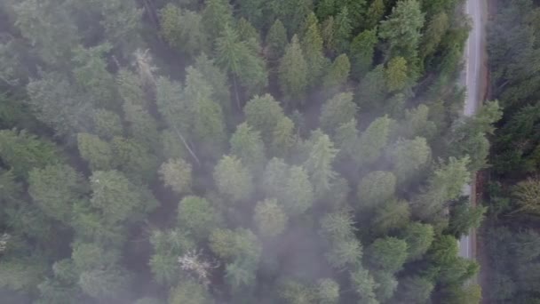 Vue sur la forêt de pins nuageux depuis le sommet avec la route et un lac
 - Séquence, vidéo