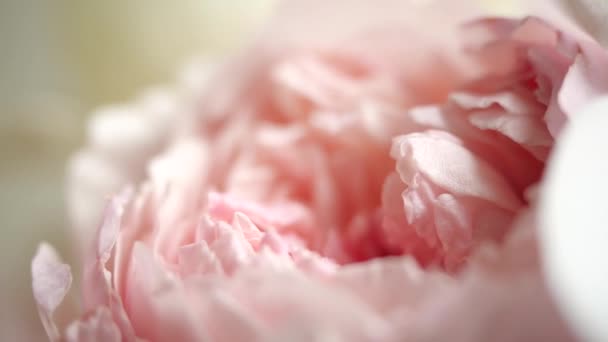 Mooie roze pioenroos achtergrond. Bloeiende pioenbloem open, macro, close-up. Bruiloft achtergrond, Valentijnsdag concept. Roze prachtige plant. Bloemblaadjes van een prachtige pioen, een zeer nauwe schot. - Video