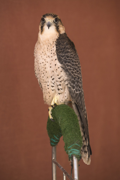 Falco pellegrino appollaiato
 - Foto, immagini