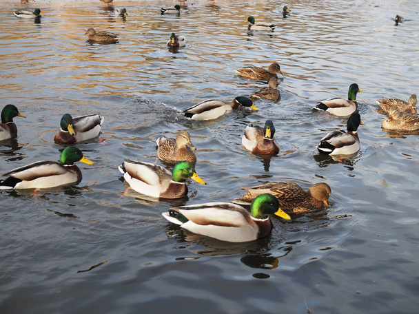 Sudaki bir sürü ördek kışın kapanıyor. - Fotoğraf, Görsel