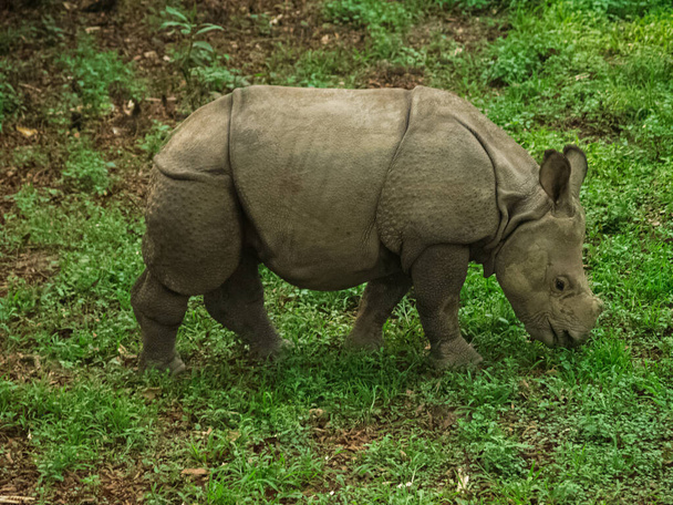 Rhino sta mangiando l'erba nella fauna selvatica nel parco nazionale di Chitwan
 - Foto, immagini