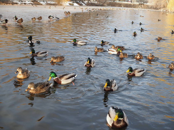 Lots of ducks on the water close up in winter - Photo, Image