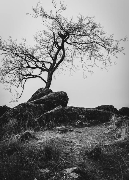 A barren tree on the top of a small hill. Black and white landscape - Photo, Image
