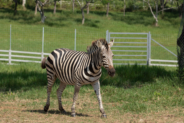 Portrait of a zebra. Close-up. - Foto, imagen
