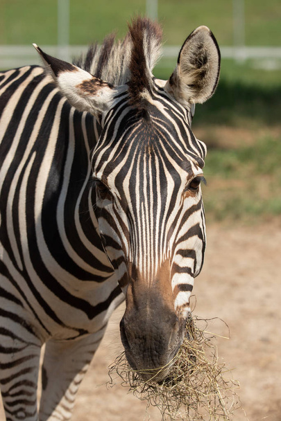 Portrait of a zebra. Close-up. - Фото, зображення