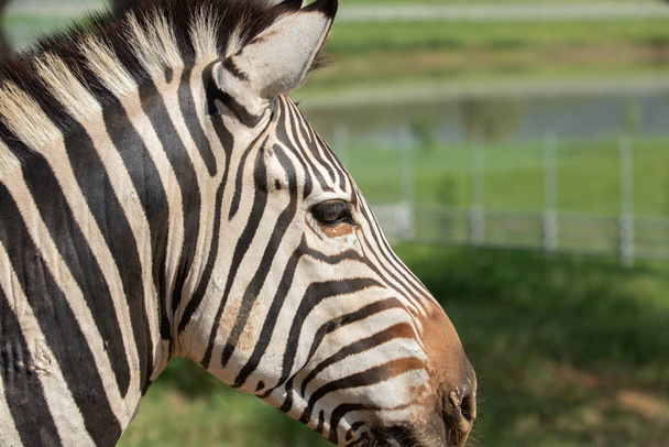 Portrait of a zebra. Close-up. - Foto, imagen