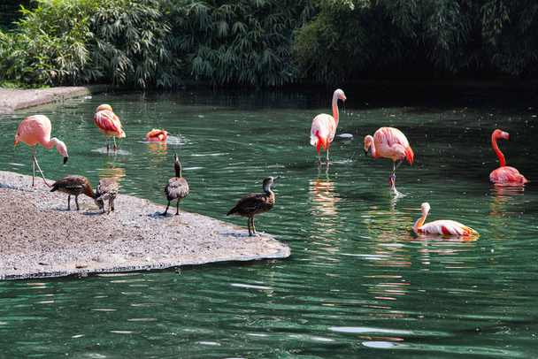 Group of standing  Rosy Flamingo and ducks in a water. Landscape with  beautiful flamingo in water. - Zdjęcie, obraz