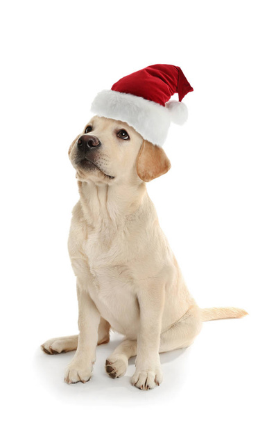 Cute Labrador dog in Santa Claus hat on white background - Photo, Image