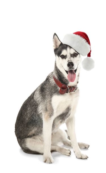 Cute husky dog in Santa Claus hat on white background - Zdjęcie, obraz