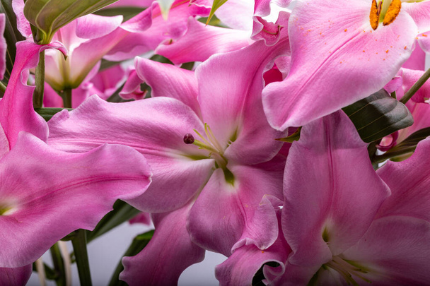 Pembe zambak çiçeklerine yakın çekim. Bu cinsteki türlerin yaygın isimleri arasında peri çiçeği zephyr zambak zambağı sihirli Atamasco zambağı ve yağmur zambağı bulunur.. - Fotoğraf, Görsel
