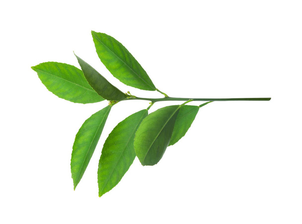 Ramoscello fresco con foglie di agrumi verdi isolate su bianco
 - Foto, immagini