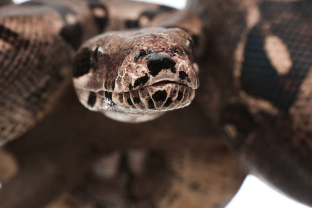 Closeup view of brown boa constrictor. Exotic snake - Fotoğraf, Görsel