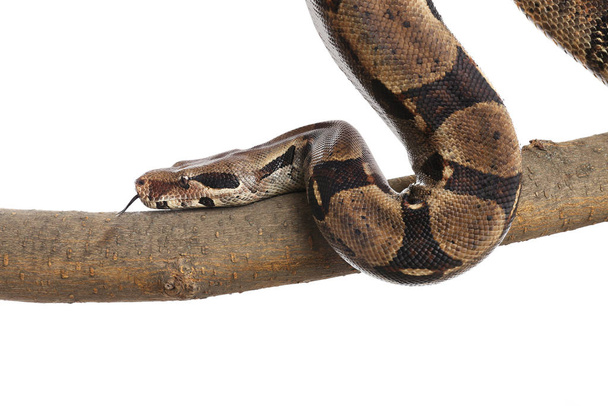 Brown boa constrictor on tree branch against white background - Foto, Imagen