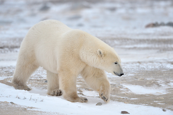 Kutup ayısı - Fotoğraf, Görsel