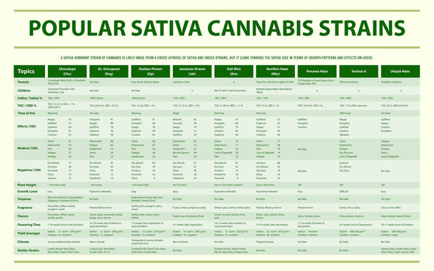 beliebte sativa cannabissorten horizontale infografik - Vektor, Bild