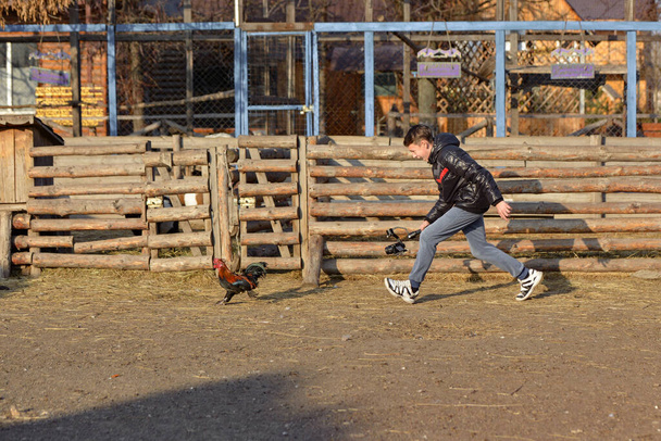 Хлопець, який фотограф біжить за куркою і знімає його на відеокамеру, встановлену на раковині. Зйомки відео на ранчо
. - Фото, зображення