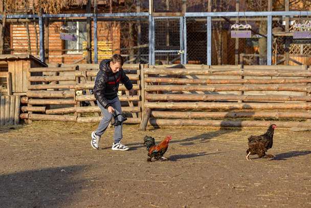 Chlápek, kterého fotograf honí za kuřetem a natáčí ho na videokameru namontovanou na steadicu. Natáčení videa na ranči. - Fotografie, Obrázek