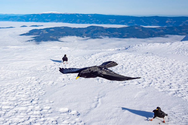 Alpine chough (Pyrrhocorax graculus) on snow in winter  on the top of the Peca mountain - Photo, Image