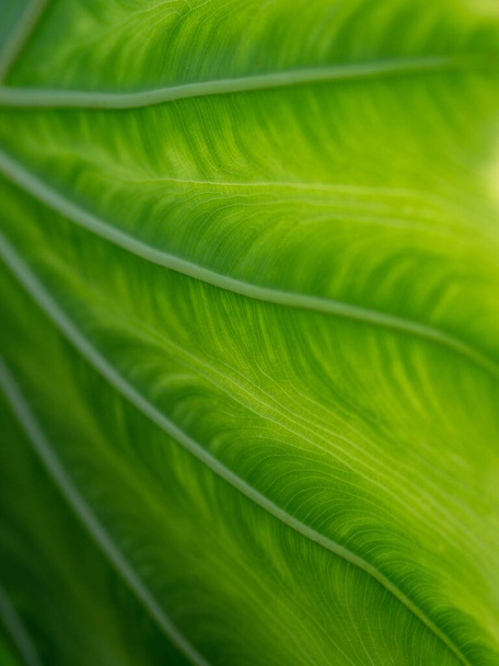 A vertical closeup shot of a green leaf with interesting textures - Photo, Image