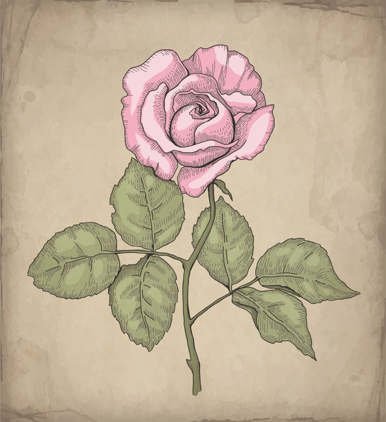 Vector illustration of rose flower - Vetor, Imagem