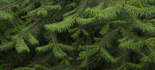 Φυσικό χριστουγεννιάτικο δέντρο close up υφή - Φωτογραφία, εικόνα