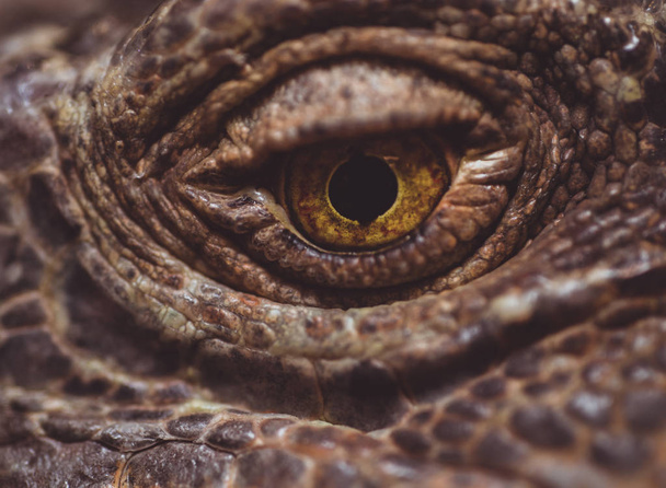 Macro Close up of Iguana, Iguana é um gênero de lagartos herbívoros que são nativos de áreas tropicais do México, América Central, América do Sul e Caribe
 - Foto, Imagem