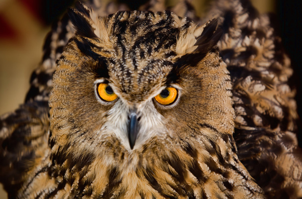Búho águila europeo
 - Foto, Imagen