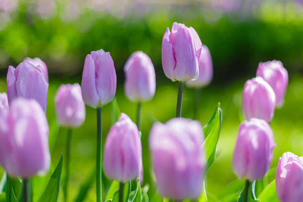 bunte Tulpen im Frühling - Foto, Bild
