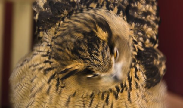 Накачивая перья
 - Фото, изображение