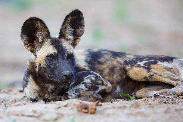 Afrykański dziki pies w suchym korycie rzeki Mkuze w rezerwacie gier w Republice Południowej Afryki - Zdjęcie, obraz