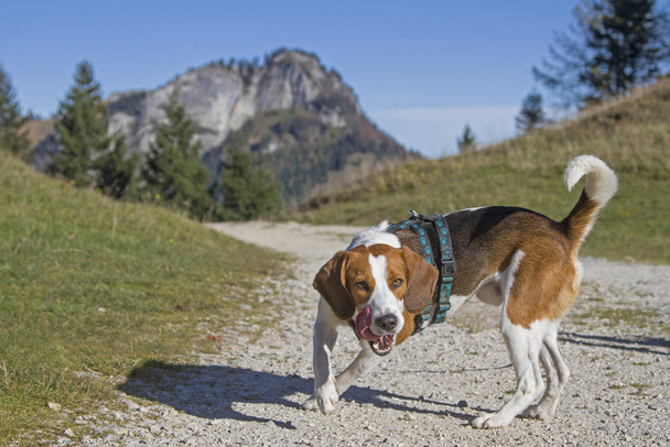 Beagle walk to the Kranzhorn - 写真・画像