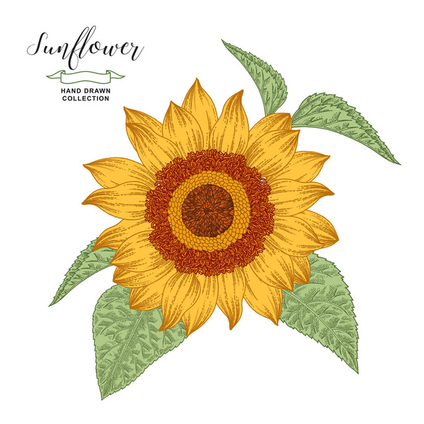 Hand drawn sunflower isolated on white background. Autumn flower. Vector illustration botanical. Vintage engraving style. - Vector, Image