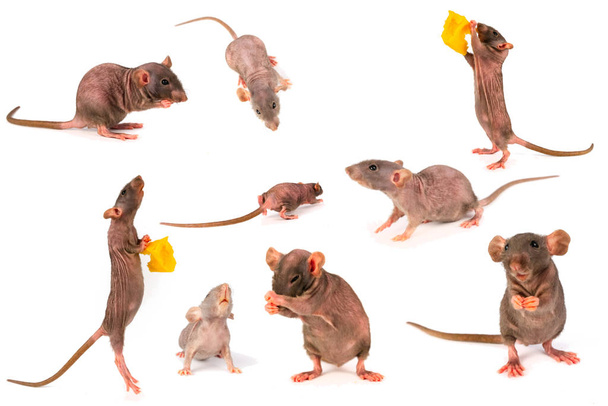conjunto de colección gris dumbo de rata aislado sobre fondo blanco
 - Foto, Imagen
